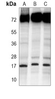 SUMO1 Mouse Monoclonal Antibody