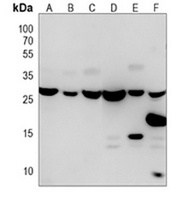 14-3-3 zeta Mouse Monoclonal Antibody