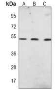 PTEN Mouse Monoclonal Antibody