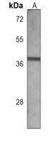 METAP1 Mouse Monoclonal Antibody