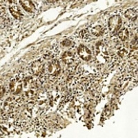 METAP1 Mouse Monoclonal Antibody