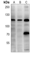 USP11 Mouse Monoclonal Antibody
