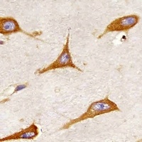 BAP31 Mouse Monoclonal Antibody