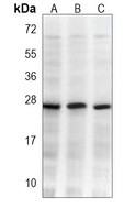 RAB5C Mouse Monoclonal Antibody