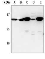 HINT1 Mouse Monoclonal Antibody