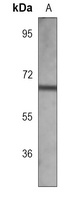 SOX9 Antibody