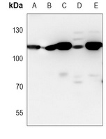 USP5 Antibody