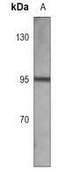 AREB6 Antibody