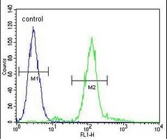 AREB6 Antibody