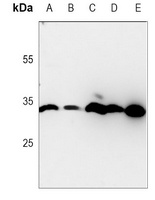 Prohibitin Mouse Monoclonal Antibody