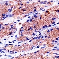 Prohibitin Mouse Monoclonal Antibody