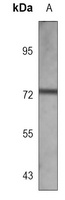 RYK Mouse Monoclonal Antibody