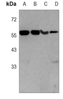 CDC25C Mouse Monoclonal Antibody