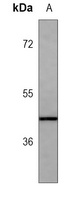 HSP47 Antibody