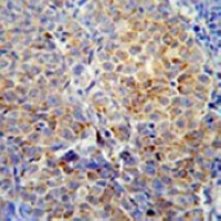 HSP47 Antibody