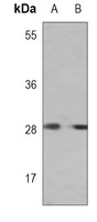 IMPA1 Mouse Monoclonal Antibody
