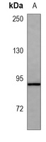 CD34 Antibody