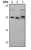 PSMA5 Mouse Monoclonal Antibody