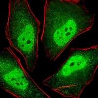 PSMA5 Mouse Monoclonal Antibody