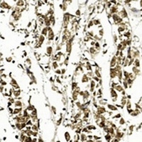 APE1 Antibody