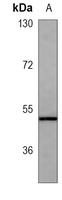 PAX6 Antibody