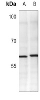 YY1 Mouse Monoclonal Antibody