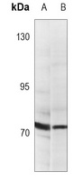 EIF4B Mouse Monoclonal Antibody