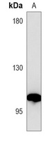CD15 Mouse Monoclonal Antibody