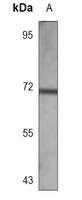 CD73 Mouse Monoclonal Antibody