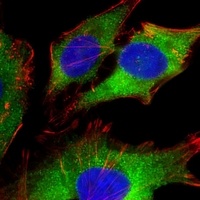 Filamin A Mouse Monoclonal Antibody