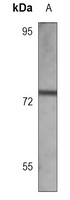 HNF1 alpha Mouse Monoclonal Antibody