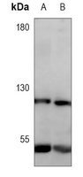 NF-kappaB p105 Mouse Monoclonal Antibody