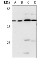 RCC1 Antibody