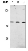 Calpain 2 Mouse Monoclonal Antibody