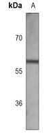 NPR-C Mouse Monoclonal Antibody