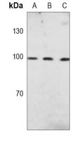 c-FER Mouse Monoclonal Antibody