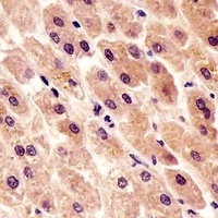 c-FER Mouse Monoclonal Antibody