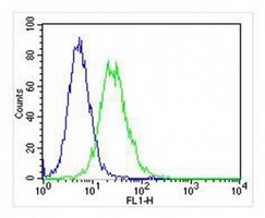 MGMT Mouse Monoclonal Antibody