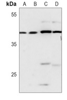 CREB Mouse Monoclonal Antibody
