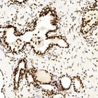 CREB Mouse Monoclonal Antibody