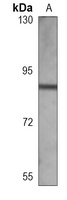 CD44 Antibody