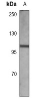 VAV1 Mouse Monoclonal Antibody