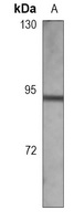 Gamma-catenin Mouse Monoclonal Antibody