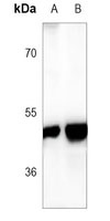 GFAP Antibody