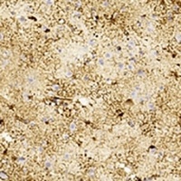 GFAP Antibody