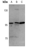 CD107b Mouse Monoclonal Antibody