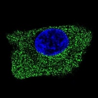 CD107b Mouse Monoclonal Antibody