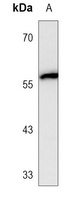 c-SRC Mouse Monoclonal Antibody