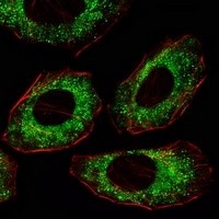 c-SRC Mouse Monoclonal Antibody