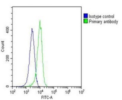PCNA Antibody [KO/KD Validated]
